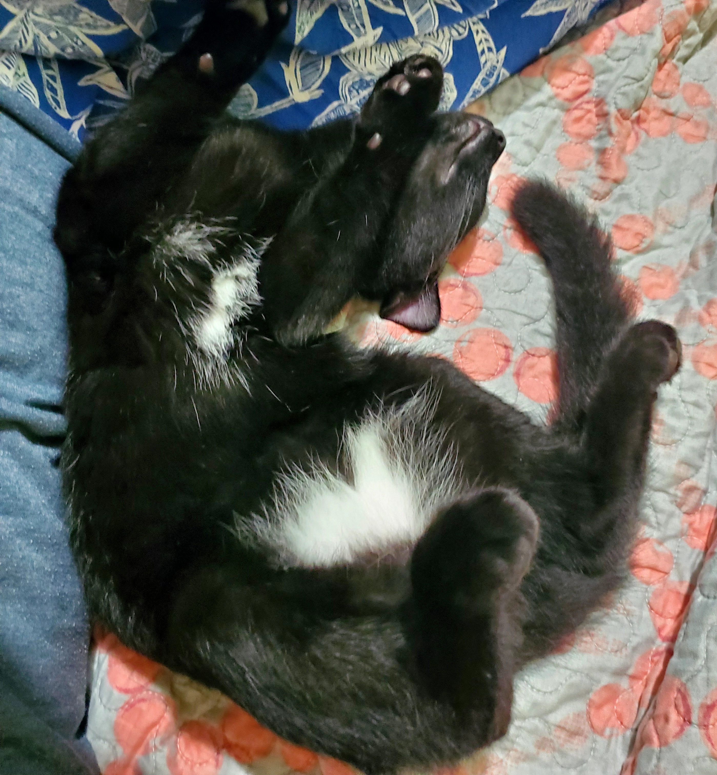 lost cat named Ghost, also Bikini Bottom